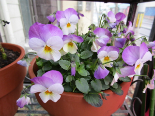viola 150228.jpg