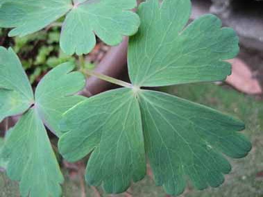 odamakinoha060505.jpg