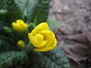 primulajulian060401.jpg